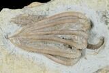 Two Fossil Crinoids (Cyathocrinites & Agaricocrinus) - Indiana #176826-2